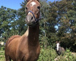 broodmare Trefriw Ellie May (Welsh-Pony (Section B), 2007, from Trefriw Duke)