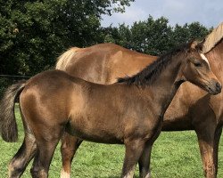 Pferd Elsa von der Dänenwiek (Welsh Pony (Sek.B),  )