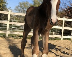 dressage horse Westwind JB (Oldenburg, 2022, from Danone 4)