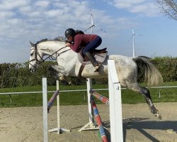 Springpferd Cabria (Belgisches Warmblut, 2016, von Cabrio van de Heffinck)