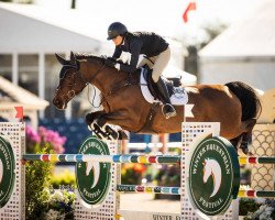 jumper Shariva (Hanoverian, 2011, from Stolzenberg)