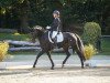 dressage horse Shining Star 13 (Oldenburg, 2008, from Sorento OLD)