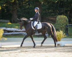 dressage horse Shining Star 13 (Oldenburg, 2008, from Sorento OLD)