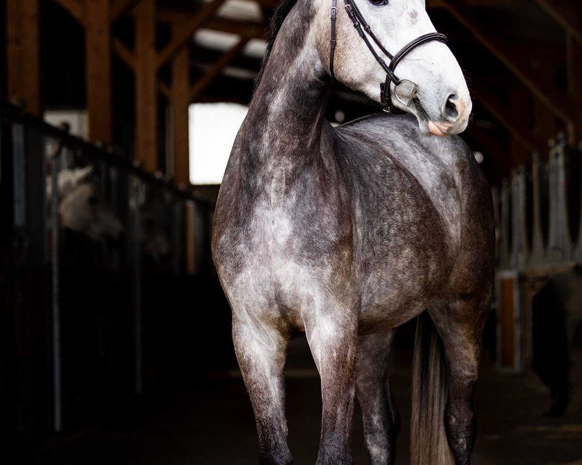 Springpferd Oracle Moon d'O (Deutsches Sportpferd, 2019, von Origi D'o)