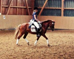 broodmare Ófeig von Chemnitz (Iceland Horse, 2007, from Sjóli von Chemnitz)