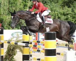 stallion Bailando 52 (Oldenburg show jumper, 2013, from Balou du Rouet)