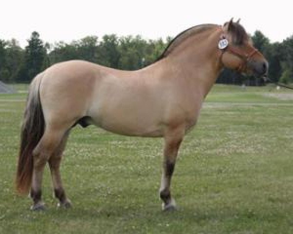 stallion Wood's Sven (Fjord Horse, 2001, from Coleman's Jorge)