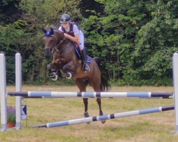 Pferd Krasoto B.R. (Niederländische Reitpferde und Ponys mit arabischem Blut, 2017, von Kyoto B.R.)