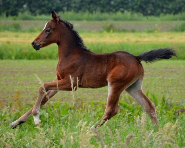 Pferd Kyara B.R. ( Niederländische Reitpferde und Ponys mit arabischem Blut, 2018, von Kyoto B.R.)