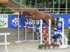 stallion Colorado du Park (Selle Français, 2012, from Quaprice Z)