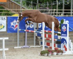 stallion Colorado du Park (Selle Français, 2012, from Quaprice Z)