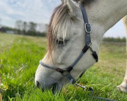 horse Clara (Fjord Horse, 2014, from Østerskov's Gulliver)