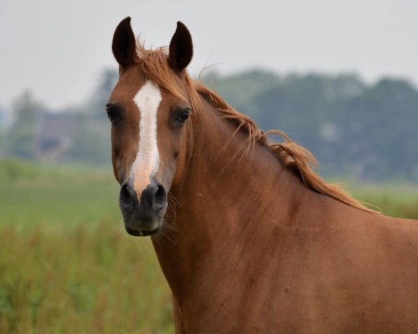 broodmare Khavanne II van Klaverborch (Dutch riding horses and ponies with Arabic blood content, 2005, from Khadiboj van Klaverborch)