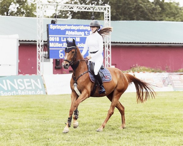 Springpferd Lavina M (Hannoveraner, 2019, von Lex Lugar)