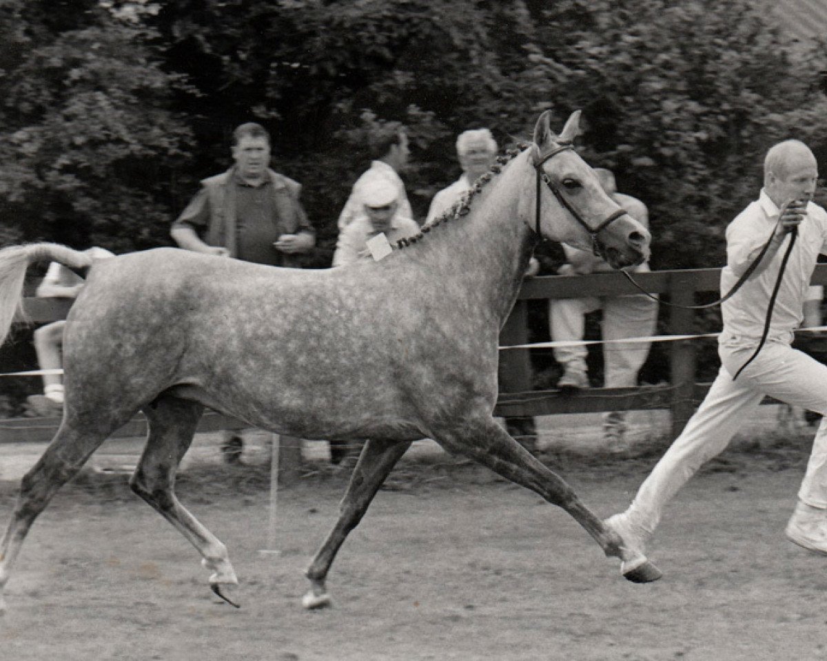 broodmare Sunlight (Nederlands Rijpaarden en Pony, 1988, from Mufaq ox)
