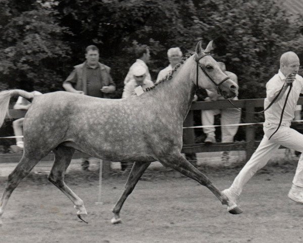 Zuchtstute Sunlight (Nederlands Rijpaarden en Pony, 1988, von Mufaq ox)