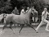 broodmare Sunlight (Nederlands Rijpaarden en Pony, 1988, from Mufaq ox)