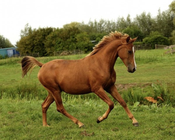 Springpferd Red Rose B.R. ( Niederländische Reitpferde und Ponys mit arabischem Blut, 2022, von Forsyth Junior Z)