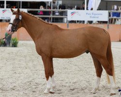 Deckhengst Iam a Star d'Embets (Französisches Pony, 2018, von Very Star Kerveyer)