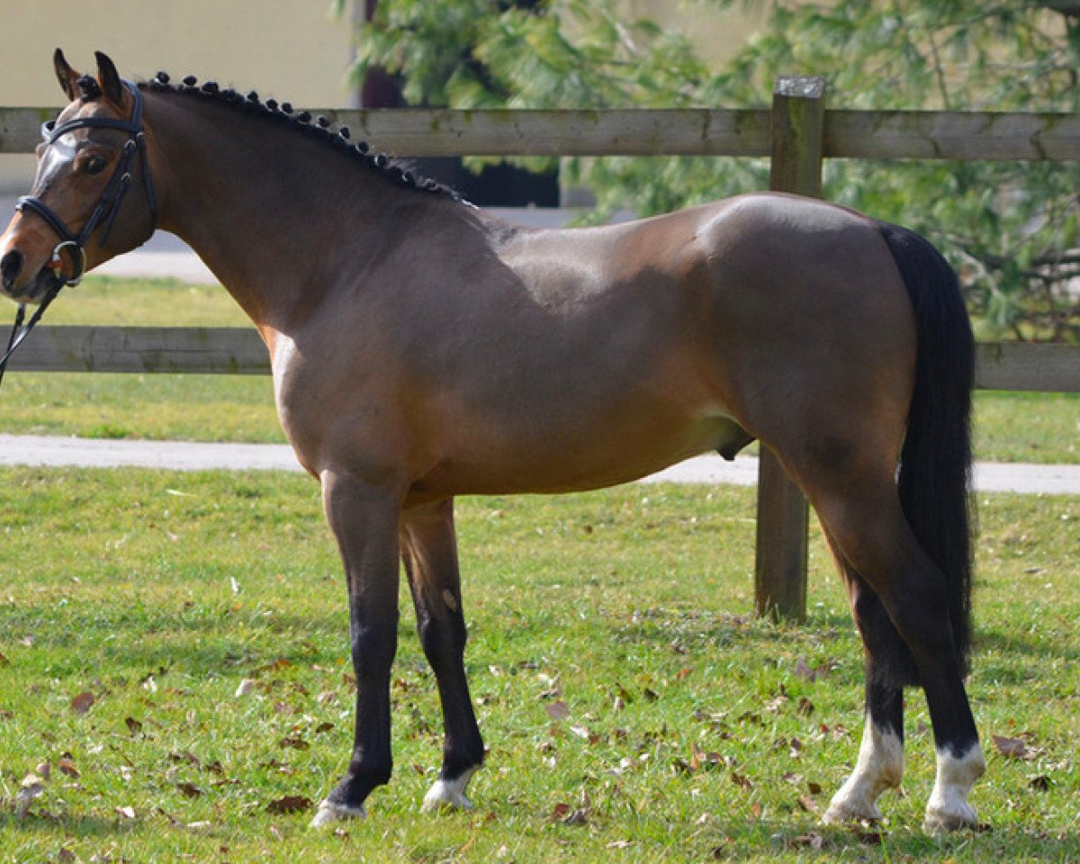 stallion Very Star Kerveyer (French Pony, 2009, from Movie Star Tilia)