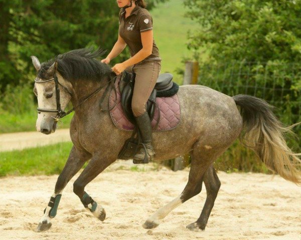 Zuchtstute Baraka Der Lenn (Französisches Pony, 2011, von Kalaska de Semilly)