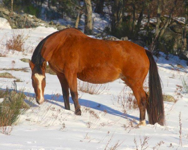 broodmare Madona du Park (Selle Français, 2000, from Oberon du Moulin)