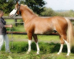 stallion Blue Tinka Tilia (French Pony, 2011, from Tinka's Boy)