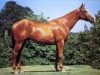 stallion Remus des Isles (Selle Français, 1983, from Benroy xx)