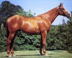 stallion Remus des Isles (Selle Français, 1983, from Benroy xx)