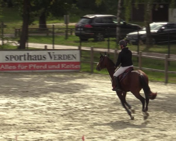 Reitturnier Westergellersen 2023