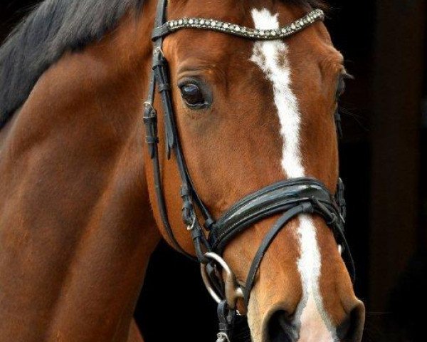 dressage horse Santana R (Little German Riding Horse, 2011, from Strahlemann)