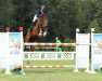 jumper Diapolvio (Hanoverian, 2011, from Diarado)