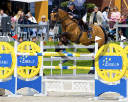 jumper Quick Hamlet (KWPN (Royal Dutch Sporthorse), 2009, from Quick Lauro Z)