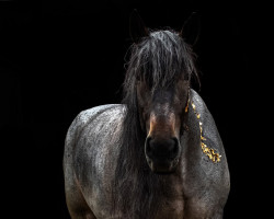 jumper Muri (Brabant/Belgian draft horse, 2009, from Iwan van Aardenhof)