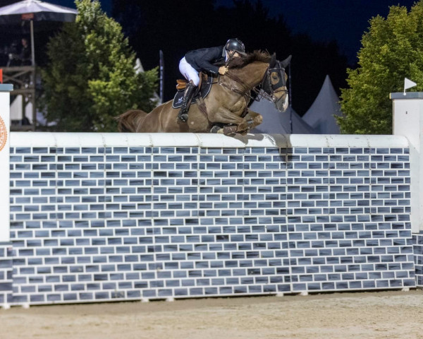 jumper Pico (Irish Sport Horse, 2011, from Chekhov Pkz)