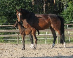 broodmare Nea Luz de la luna (Oldenburg, 2010, from Prinzenadel)