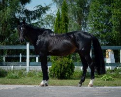 Pferd Samur (Russisch Trakehner,  , von Bug)