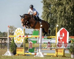 jumper Campari´s Way B (German Sport Horse, 2015, from Cassoulet)