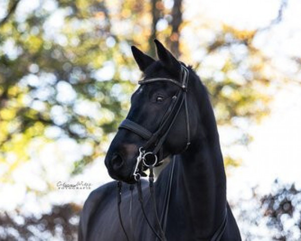 dressage horse Good Luck (Westphalian, 2015, from Governor-Str)