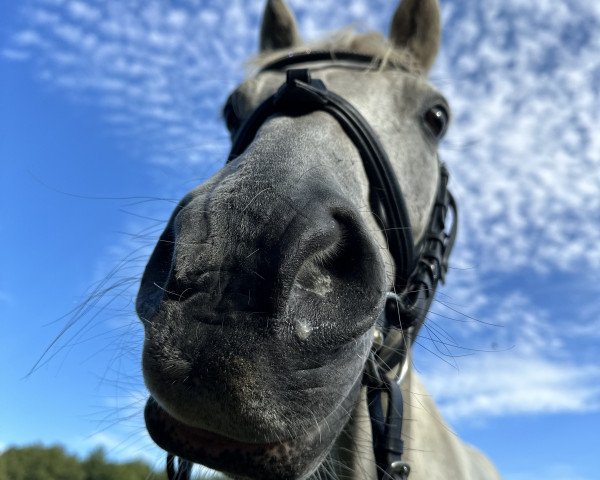 dressage horse Disney (German Riding Pony, 2009)