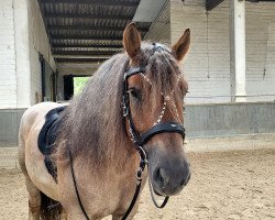 horse Filou Grand Coeur (Rhenish-German Cold-Blood, 2017, from Lindor)