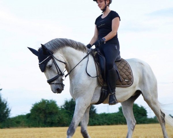 horse Malayo do Vald (Lusitano, 2016, from Bailador)