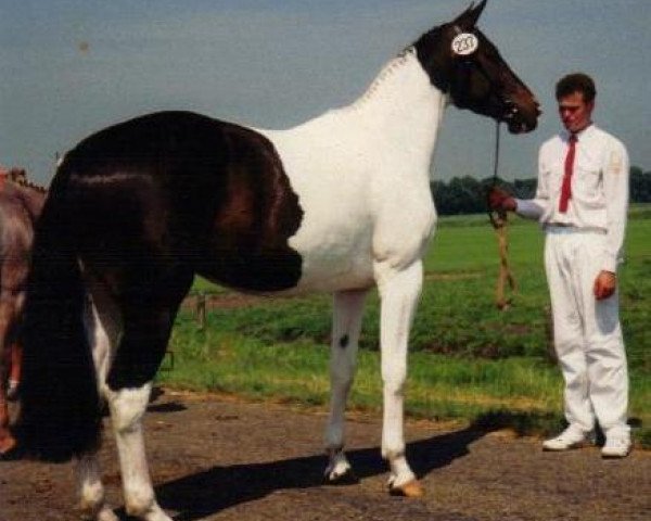 Zuchtstute Georgia (Koninklijk Warmbloed Paardenstamboek Nederland (KWPN), 1988, von Samber)
