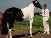 broodmare Georgia (KWPN (Royal Dutch Sporthorse), 1988, from Samber)