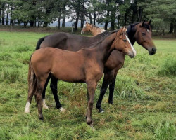 jumper Fire Girl (German Sport Horse, 2021, from Sandrino)