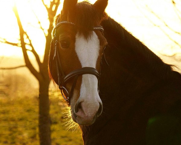 Pferd Nebo Joshua Jones (Welsh-Cob (Sek. D), 2011, von Ruska Mab y Brenin)