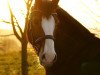 Pferd Nebo Joshua Jones (Welsh-Cob (Sek. D), 2011, von Ruska Mab y Brenin)