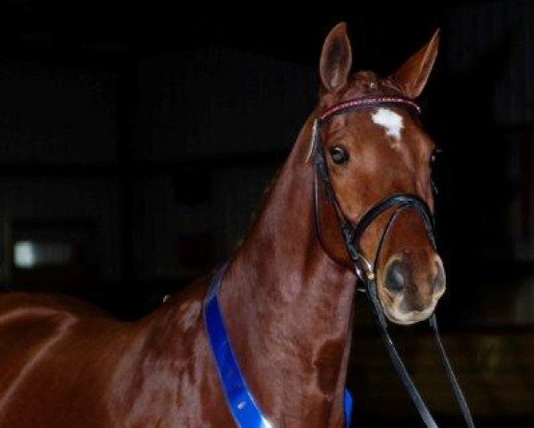 broodmare Lhuau (Hanoverian, 2007, from Lörke)