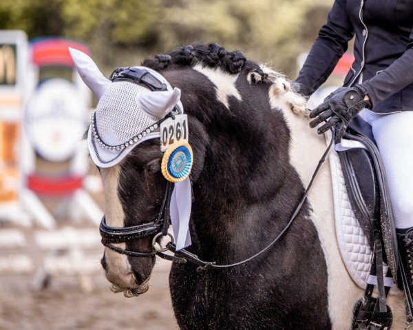 Dressurpferd Devon (Tinker / Irish Cob / Gypsy Vanner, 2012)