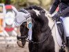 dressage horse Devon (Tinker / Irish Cob / Gypsy Vanner, 2012)